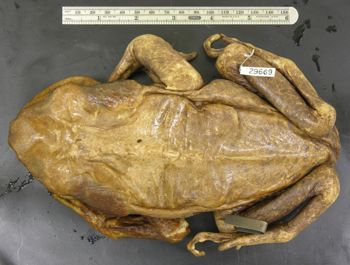 Media type: image; Herpetology A-29669